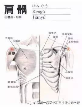 肩髃穴:肩臂挛痛不遂,瘾疹