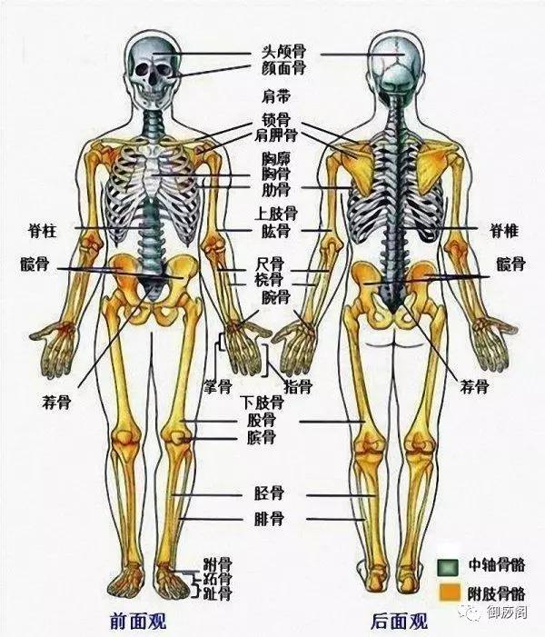 一,骨骼系统包括骨,关节,骨骼组成.