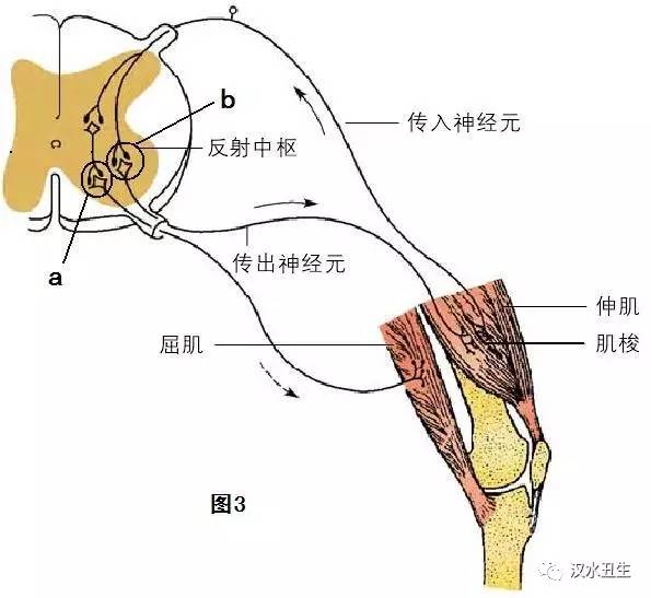 反射示意图,要完成小腿上翘的动作,伸肌应______(收缩,舒张),屈肌应