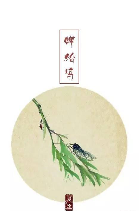 峨眉问茶,品茶观天象|夏至二候,蝉始鸣