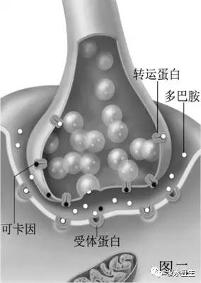 存在于突触前膜的突触小泡中,只能由突触前膜释放,然后作用于突触后膜