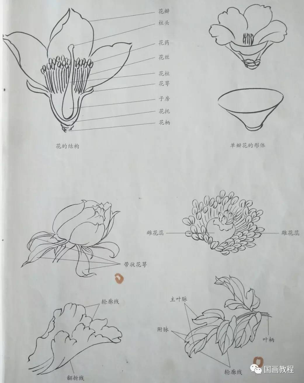 【21天线描训练营】牡丹荷花线描稿