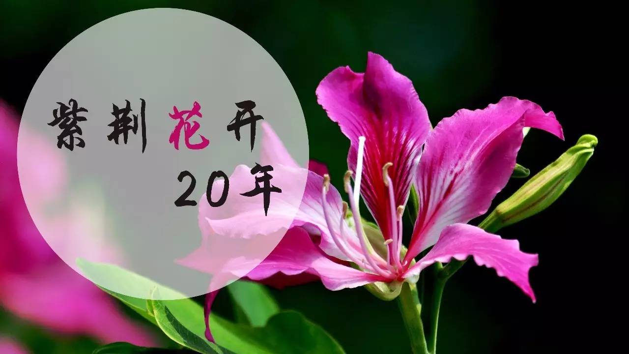 庆香港回归——紫荆花开的20年