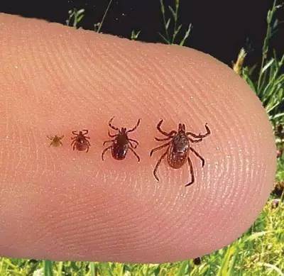 纽约州疾控中心警告:夏季蜱虫大规模活跃