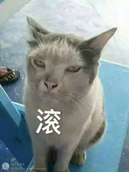 居然有人不相信，猫还有长得丑的。。。