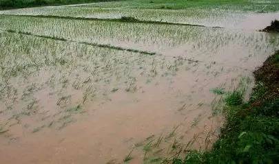 水稻被淹后的表现及解决方法