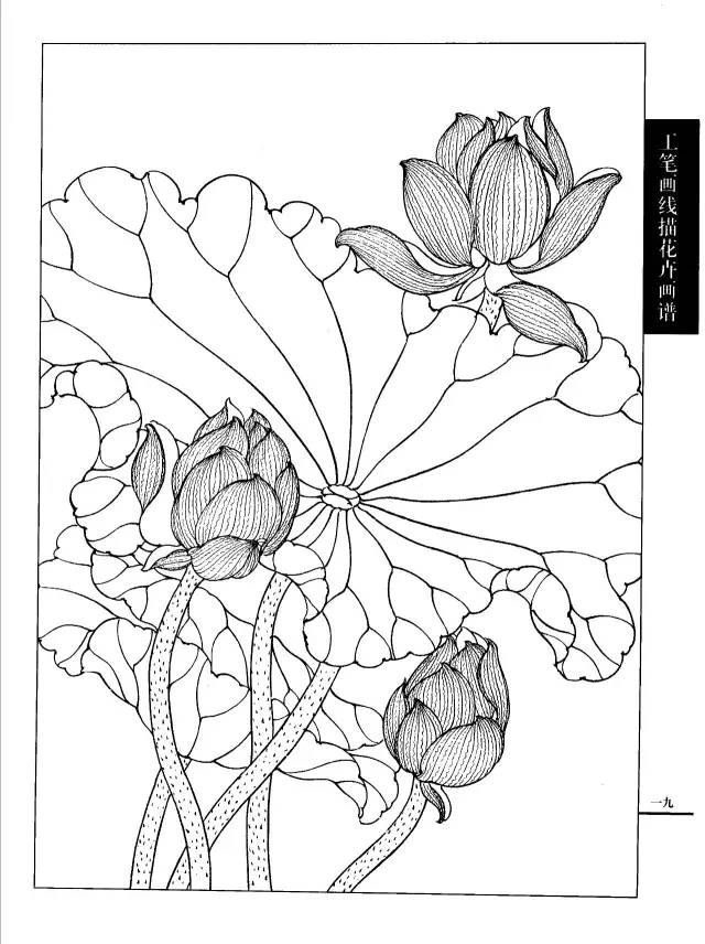 花卉形状 花蕊形态 叶形结构 几种基本叶形 牡丹的几种作品 荷花的几