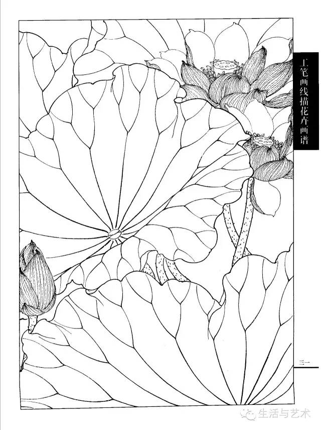 【21天线描】工笔线描荷花图谱,太美太全了