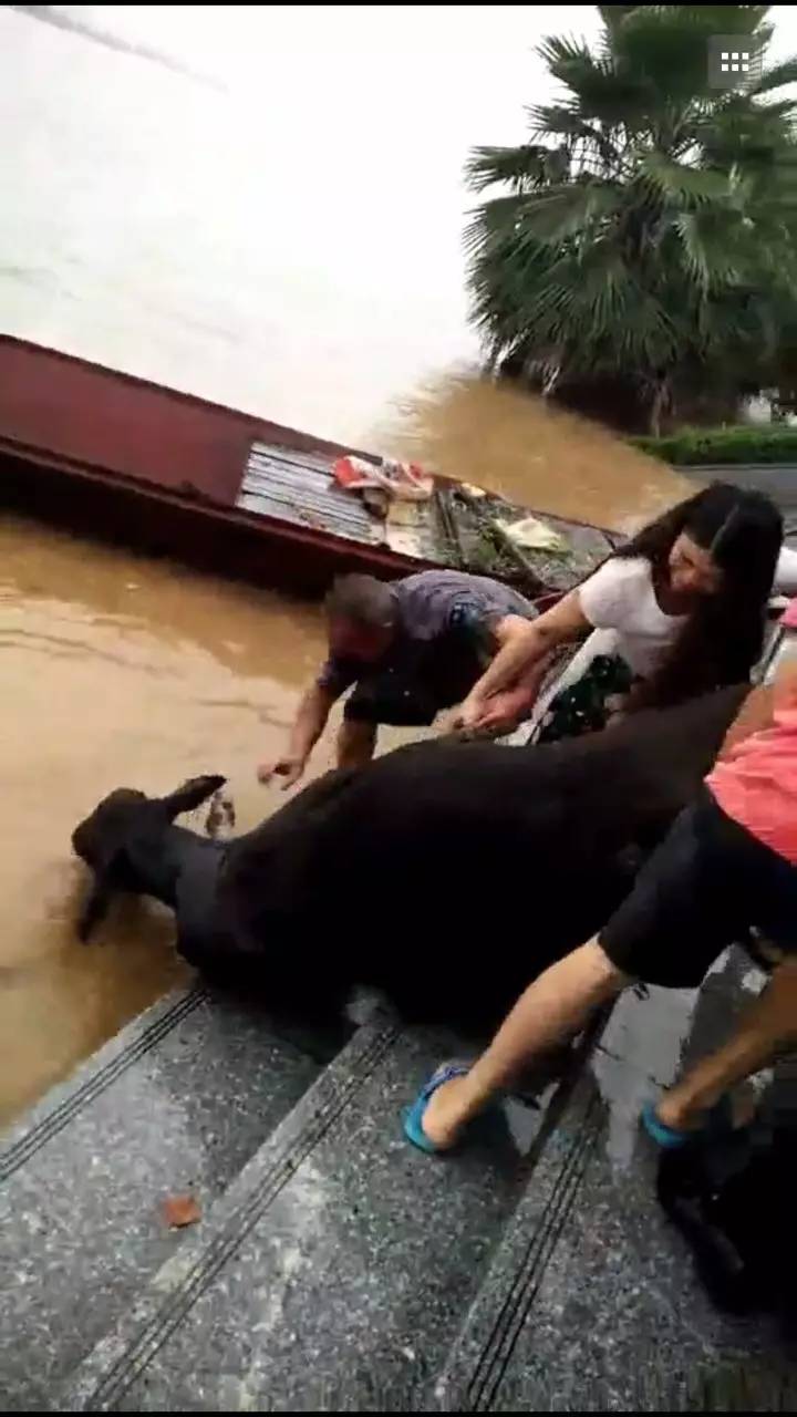 一美女在河里救了一头快淹死的牛