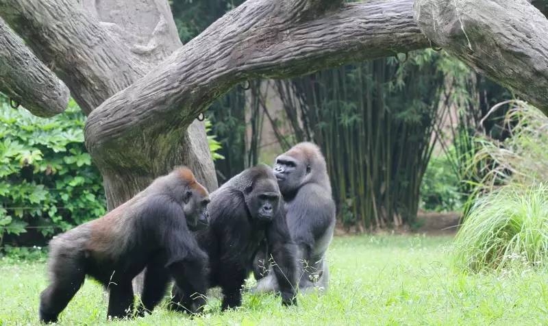 这六只金刚个个不简单!——上海动物园的大猩猩家族