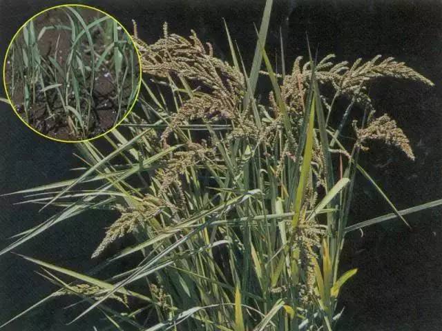 稻稗为繁殖的一年生禾本科杂草.适生于水稻田边,水塘或湿地上.