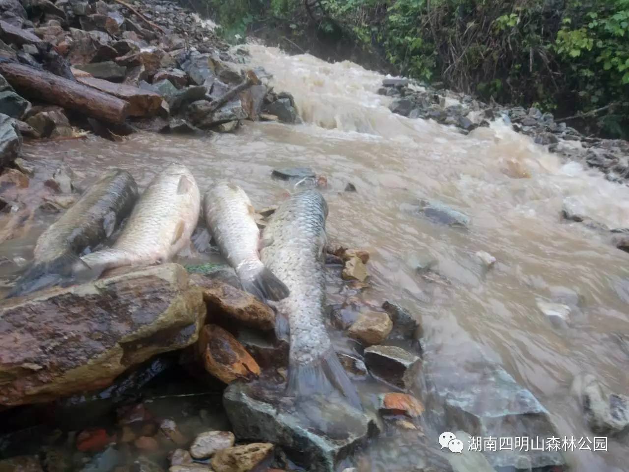 尹邦贵:瀑雨成灾,公路成河.房屋倒塌,庄稼淹没.