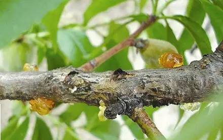 桃树流胶病的发生与防治