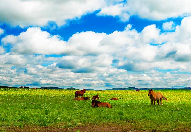 内蒙古双飞五日游,最佳季节看最美风景,大草原享18℃.