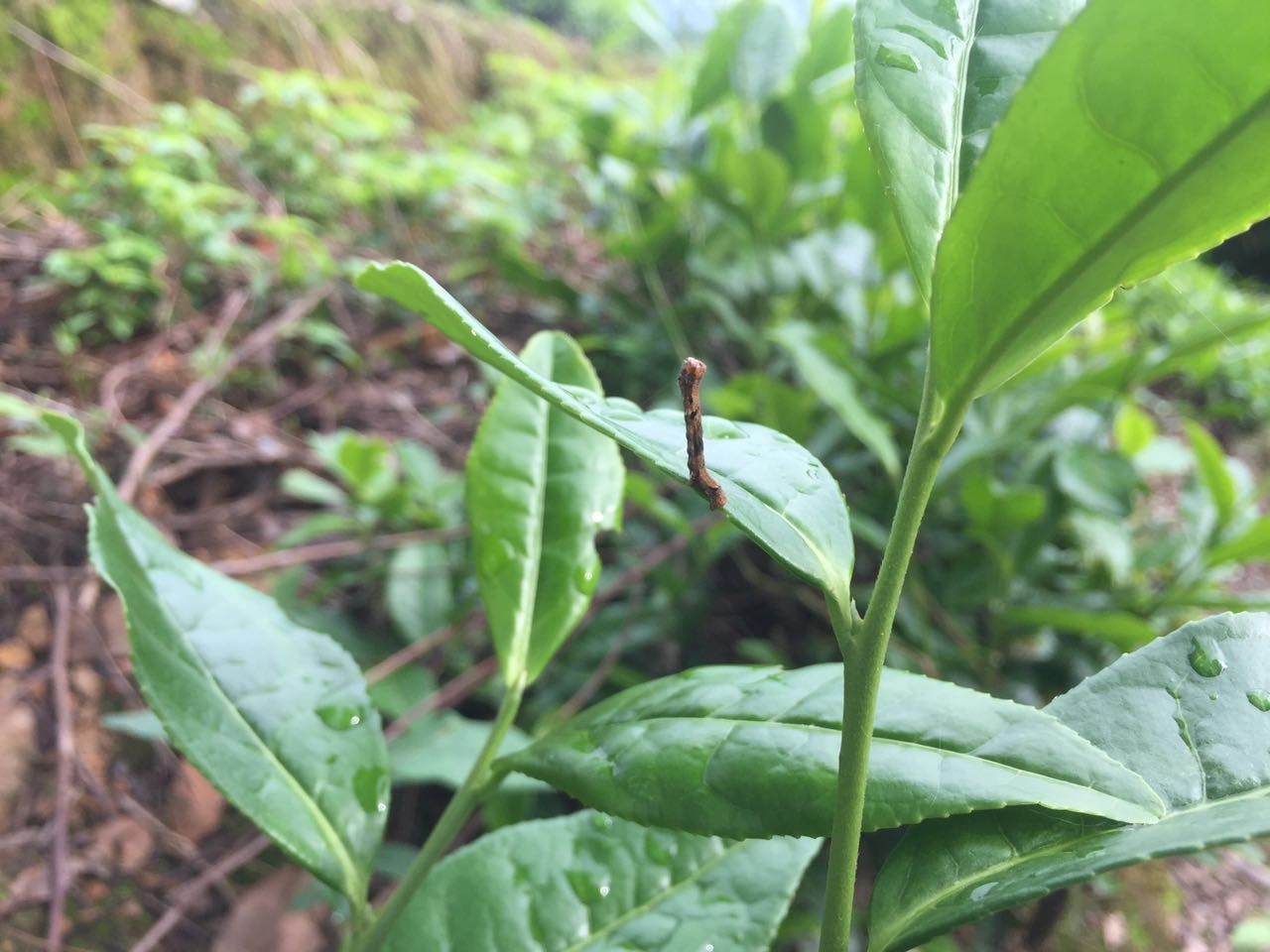 茶叶瘿螨:几天前,一茶农告诉我他家茶园有螨虫发生,下图就是当时他拍