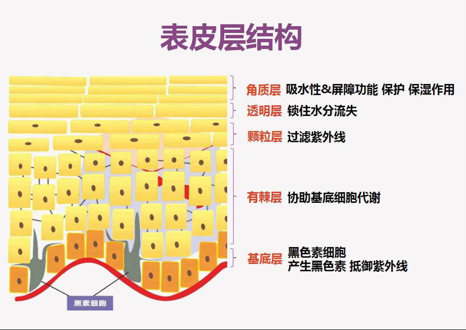 我们先从人体最大的器官说起——表皮 ↓ ↓ ↓ 真皮层是皮肤内部结构