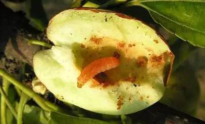 桃小食心虫是桃,苹果,梨,花红,山楂和酸枣等果树上一类害虫的统称,而