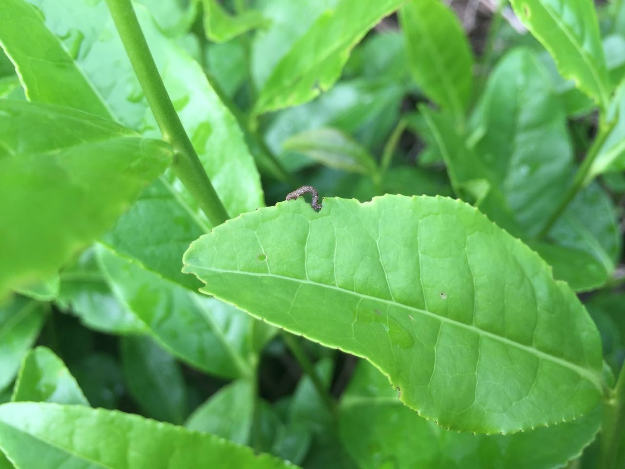 茶叶瘿螨:几天前,一茶农告诉我他家茶园有螨虫发生,下图就是当时他拍