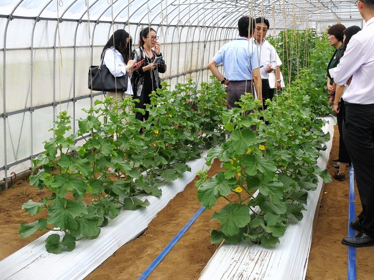 基地团员们在试验田中参观交流后我们还跟随研究员前往水果种植试验田