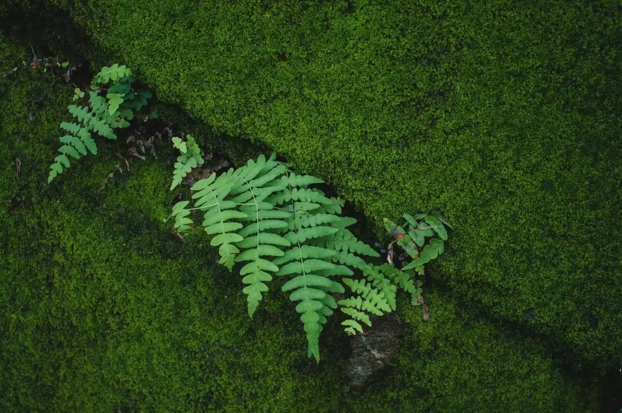 苔痕上阶绿自然之美的入侵