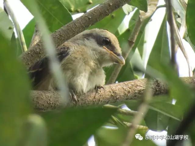 棕背伯劳幼鸟