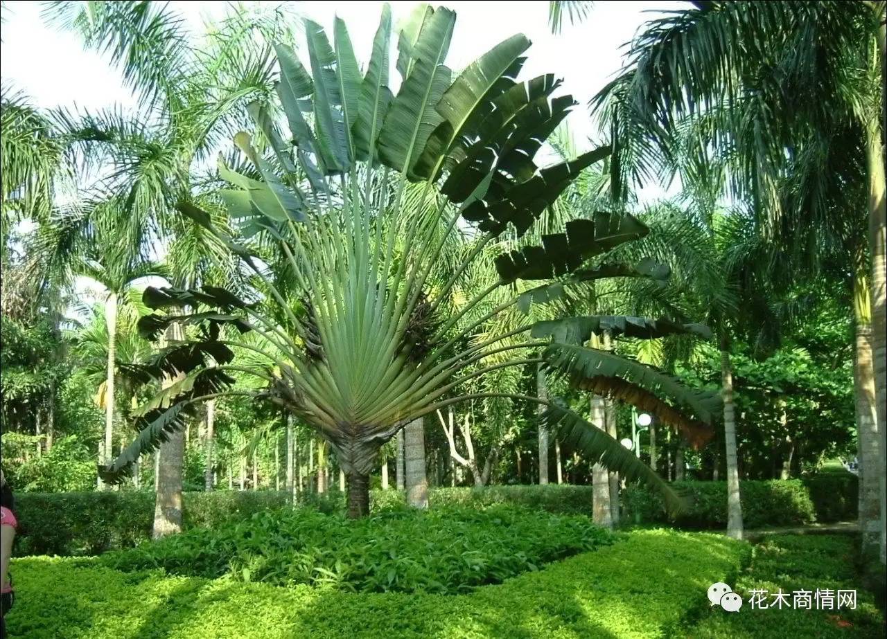 【苗木行情】 海南海口棕榈植物商机显现