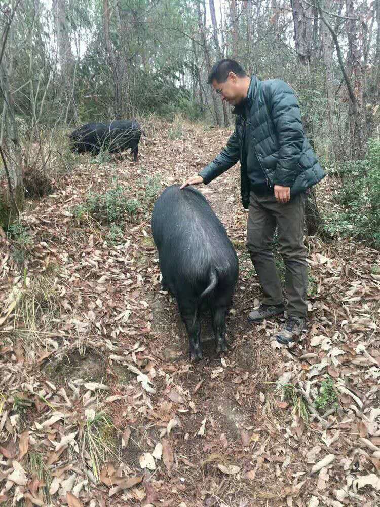 朱焕之汉滨区大河镇采风稿:情寄黑猪