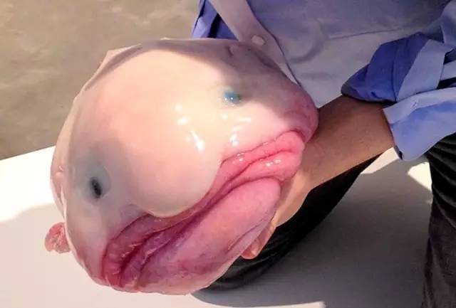 也叫水滴鱼或忧伤鱼,曾被评为最丑的动物,号称世界上最忧伤的鱼.