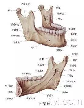 第一章 牙体解剖生理学