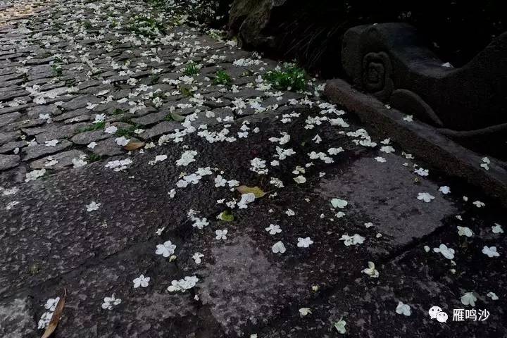 雁鸣沙沉思录 | 女人花落了是什么?--浮生若梦女