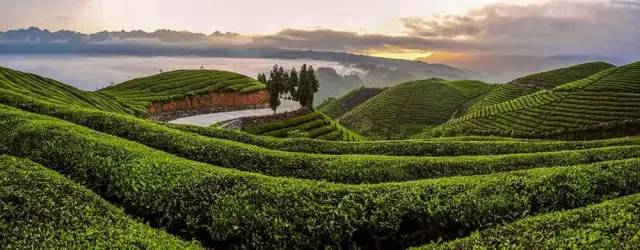 太姥山茶区,是福鼎白茶高品质白茶的主产区.