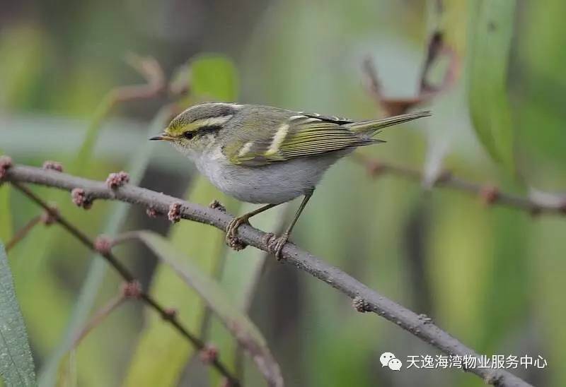 为鹟科柳莺属的鸟类,俗称柳串儿,串树铃儿,树串儿,绿豆雀,淡黄腰柳莺