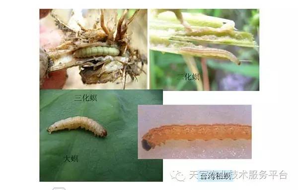 顽固的咀嚼式口器害虫图谱!经典收藏!