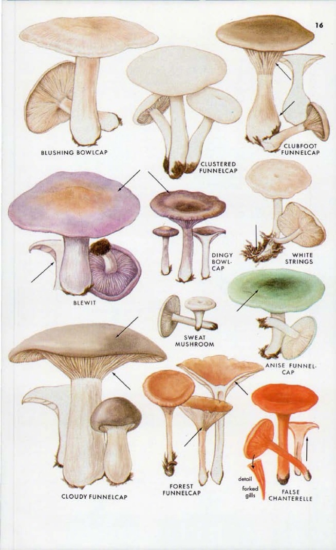 精致的手绘蘑菇图鉴