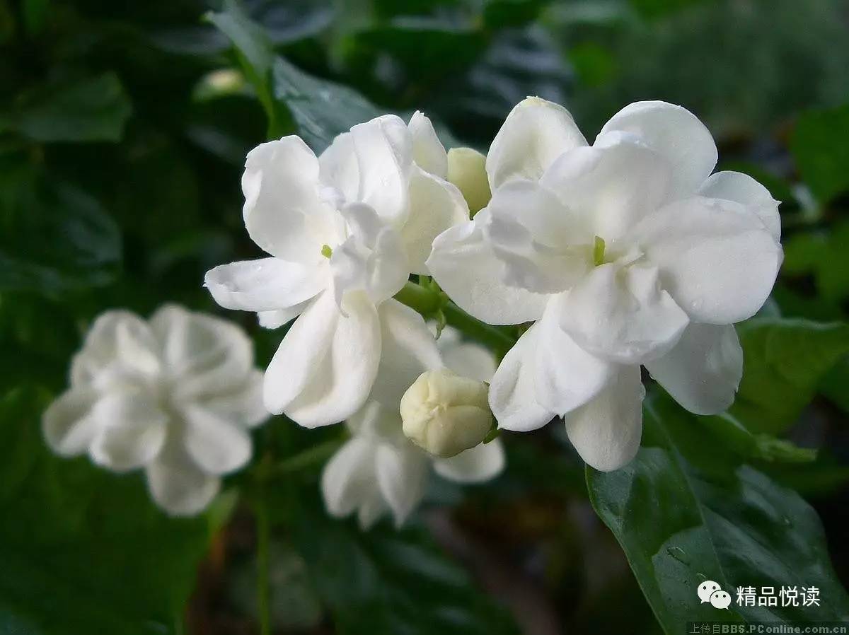 【精品同题】茉莉花开 组稿编辑/梦驼铃