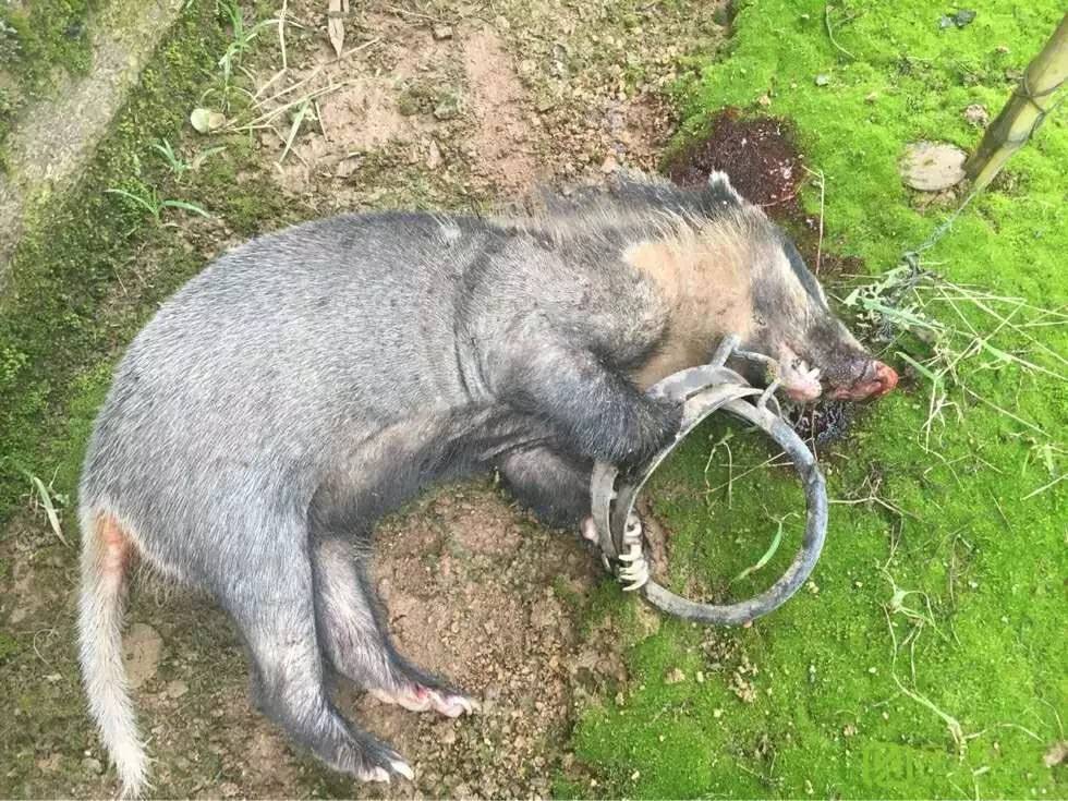 猎捕猪獾一只,因徐某,李某在禁猎期使用禁用的工具猎捕野生动物的行为