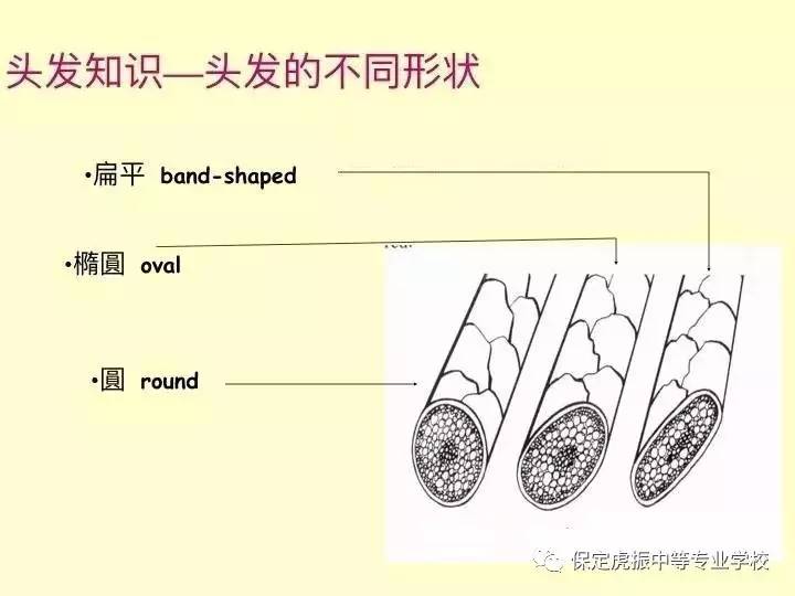 做美发你要先了解头发结构