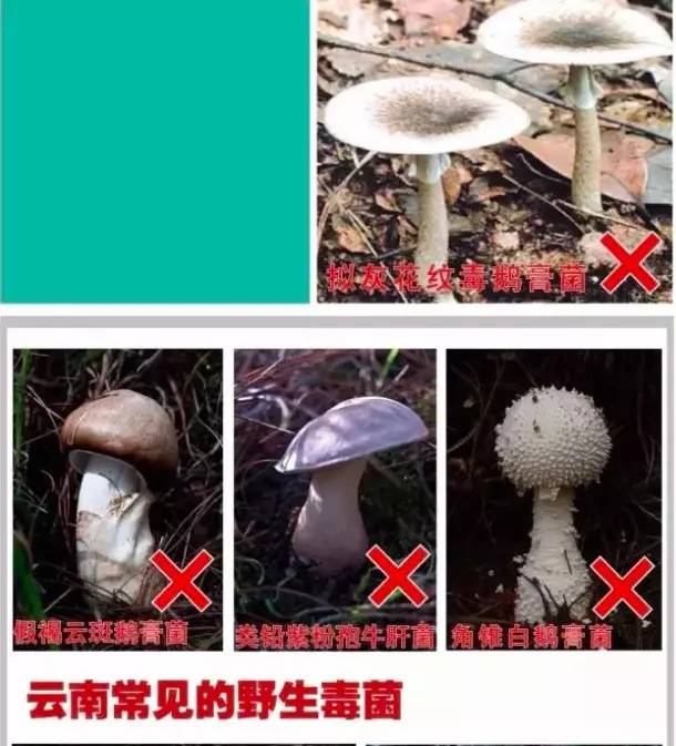 常识丨一定要认清楚云南常见毒蘑菇的样子