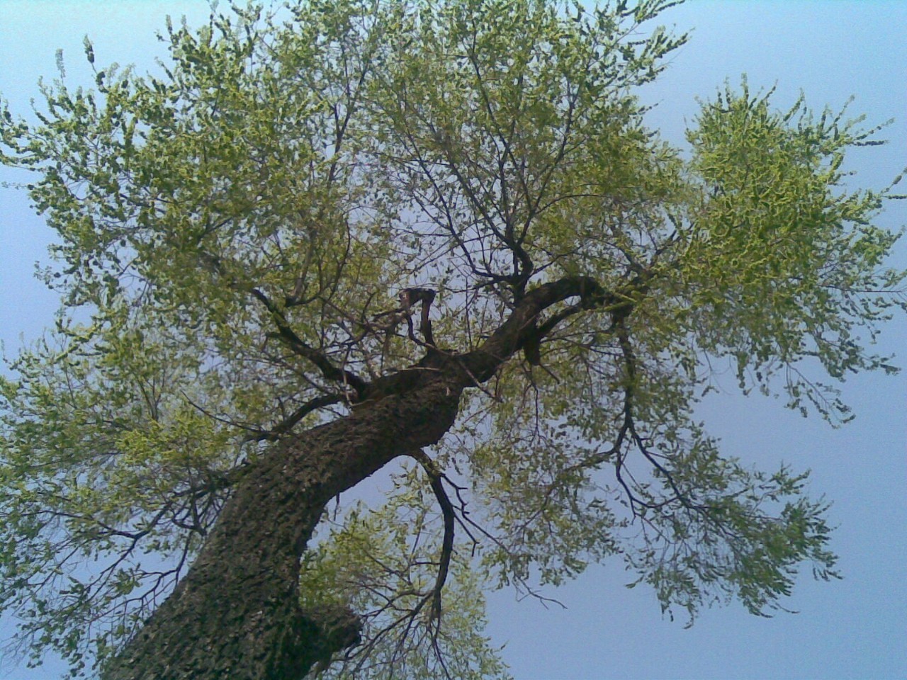 湖南省长沙市杆径:20~30公分造型榆树|造型榆树价格|造型榆树图片-中国苗木网miaomu.com