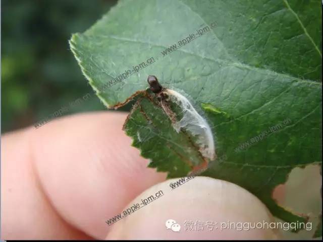 草履蚧雌虫尺蠖褶翅尺蠖幼虫褶翅尺蠖幼虫取食中的美国白蛾幼虫拉网