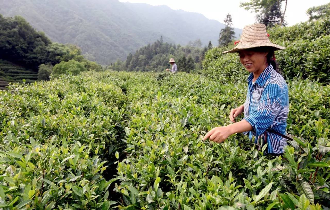 金竹山芽,名副其实的高山野茶,你知道多少?