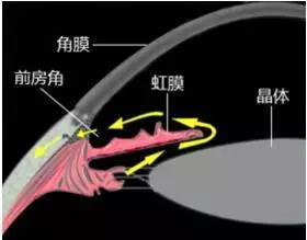 房水循环示意图