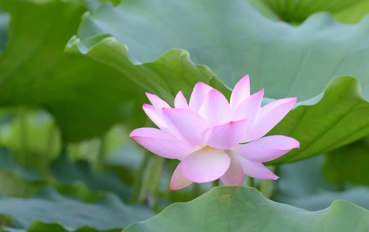 同时,夏季骄阳似火,热气熏人,也是让人不舒服的季节,科学地养生在夏天