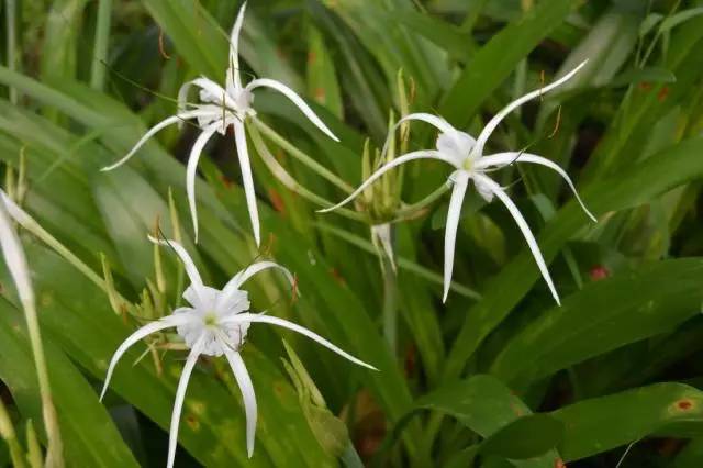 【拈花惹草】夏季植物 | 花似蜘蛛叶似兰