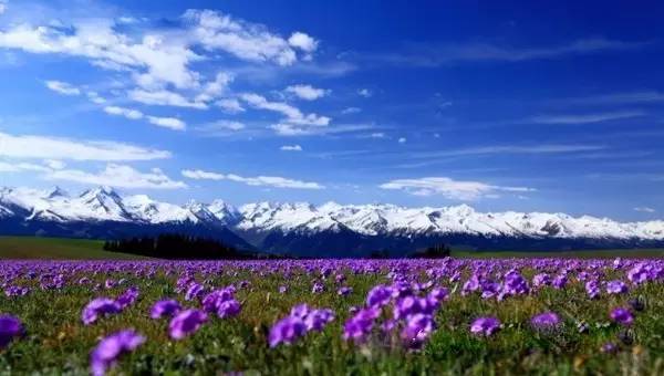 天山喀拉峻的盛夏光景