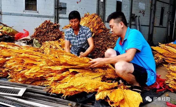 撸起袖子加油干余田烟草好榜样