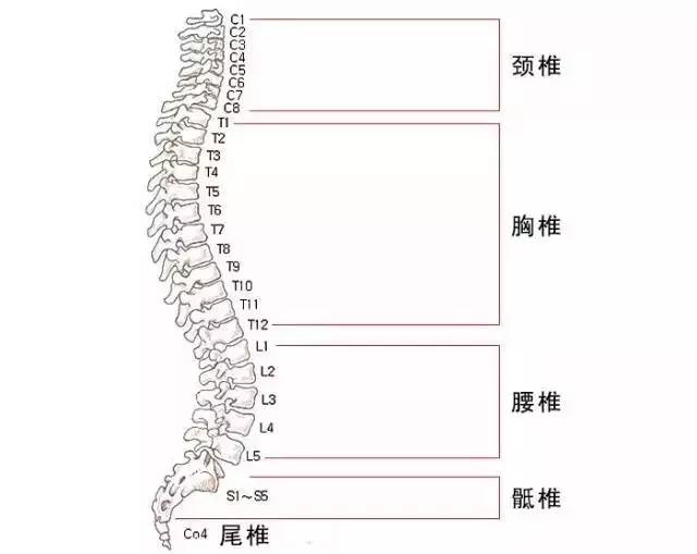 脊椎一旦弯曲歪斜,很多毛病会跟着来。