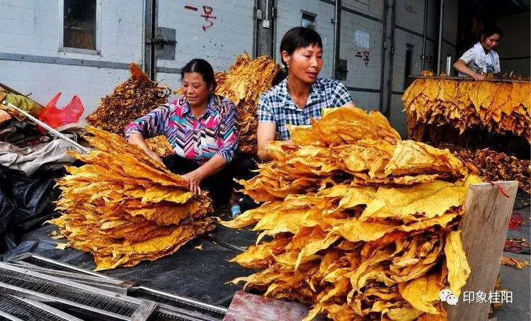 撸起袖子加油干余田烟草好榜样