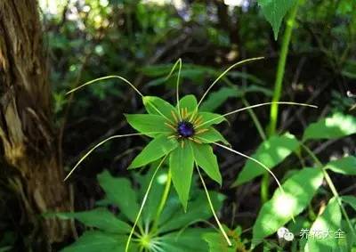 三, 生肖虎——旺财植物:七叶莲