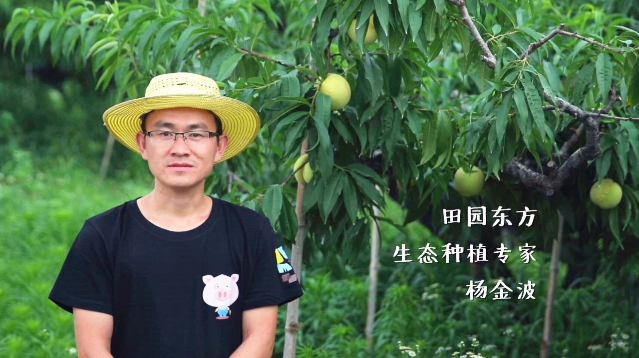 杨金波是田园东方的生态种植专家,负责水蜜桃的生态培育工作.